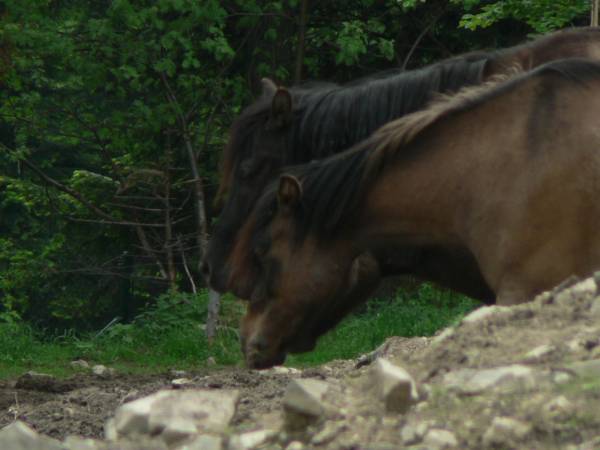 Domki Całoroczne Na Borach