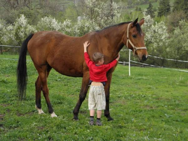 Nasz koń do hipoterapii