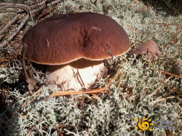 Swornegacie u Majki i Witka