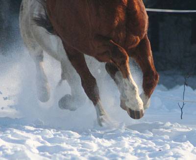 Baśniowe Chaty Hobbitów w Ośrodku Jeździeckim Skręt