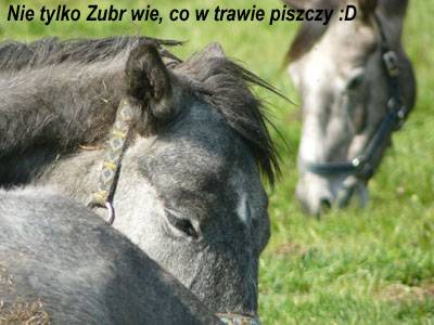 Baśniowe Chaty Hobbitów w Ośrodku Jeździeckim Skręt