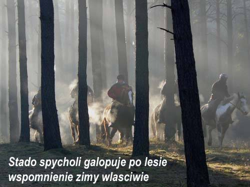 Baśniowe Chaty Hobbitów w Ośrodku Jeździeckim Skręt