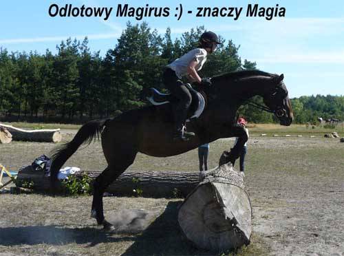 Baśniowe Chaty Hobbitów w Ośrodku Jeździeckim Skręt