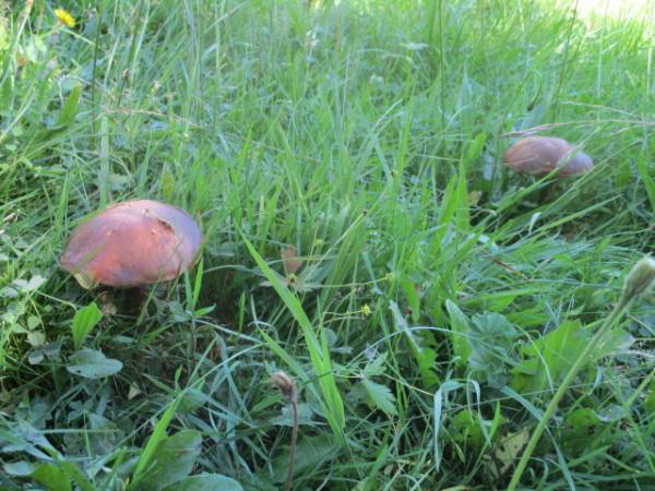 Agroturystyka Krystyna i Zygmunt Kąkol