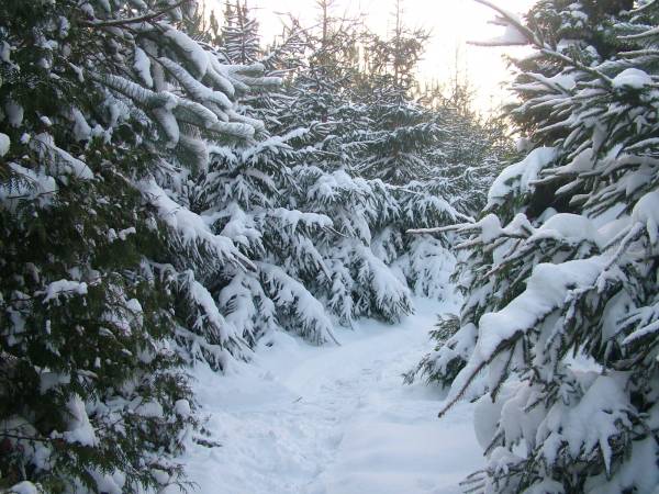 Leśna Przystań w Uniejowie