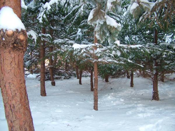 Leśna Przystań w Uniejowie