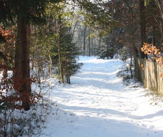 Leśne ścieżki prowadzą do Gawronowego Lasu
