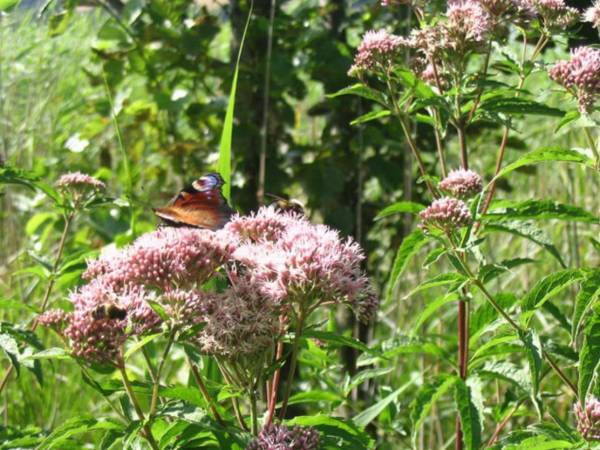 Widoki okolic Chmielna