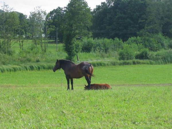 Widoki okolic Chmielna