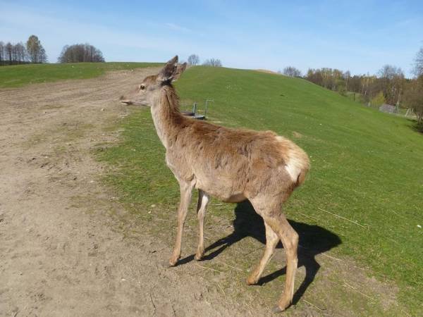 Pokoje gościnne Pod Lipami