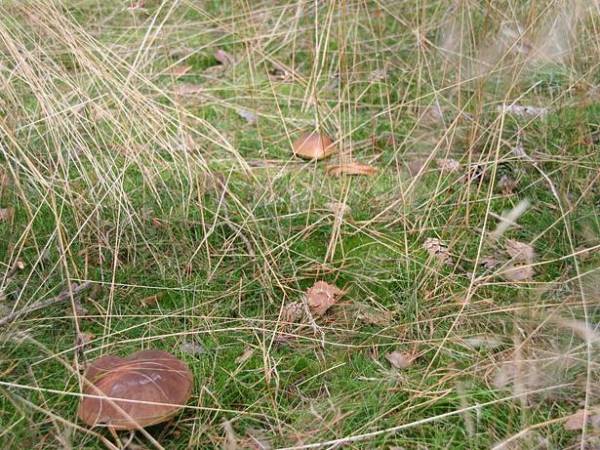 Ośrodek Wczasowy Filarówka 