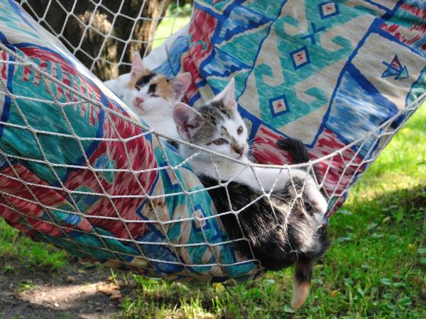Kotki na hamaku
