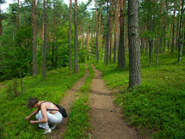 Zbieramy poziomki i jagody