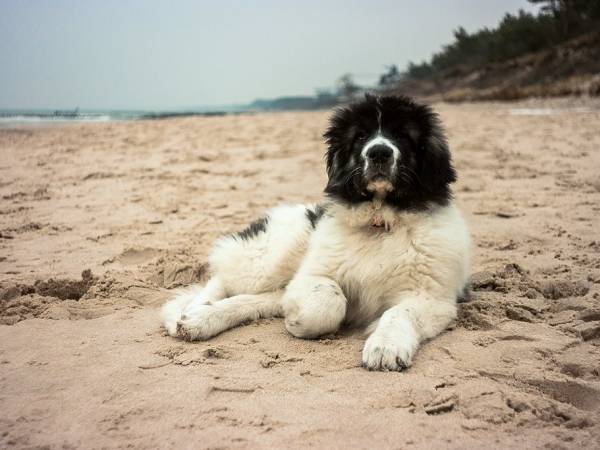 Willa Niezapominajka