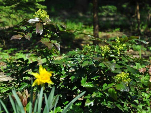 Domek Górski Promyk