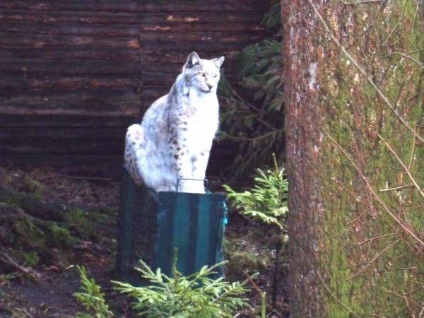 Park dzikich zwierząt - 8 km