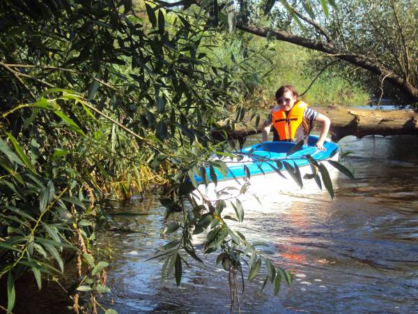 Powalone przez bobry drzewo w poprzeg Łęgu