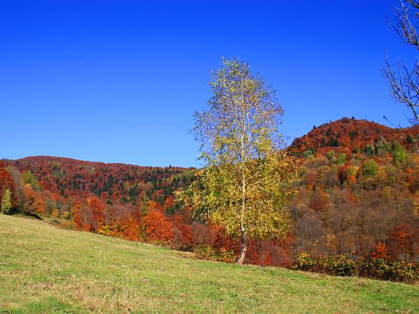 Agroturystyka Pod Brzózką