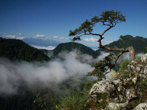 Dom Gościnny Pieniny