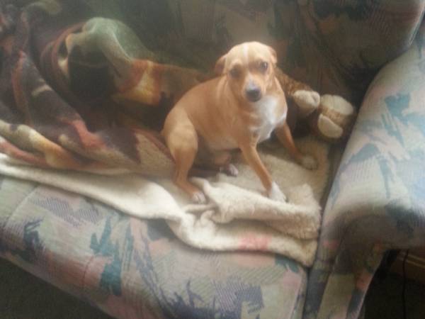 Domki holenderskie i drewniane Monika