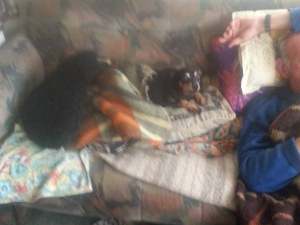 Domki holenderskie i drewniane Monika