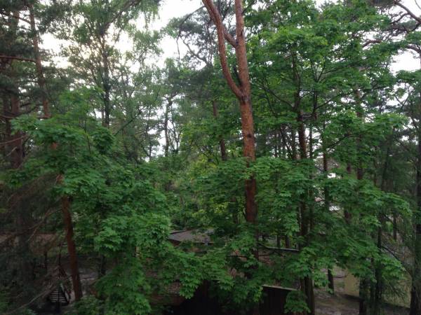 widok na las w kierunku morza