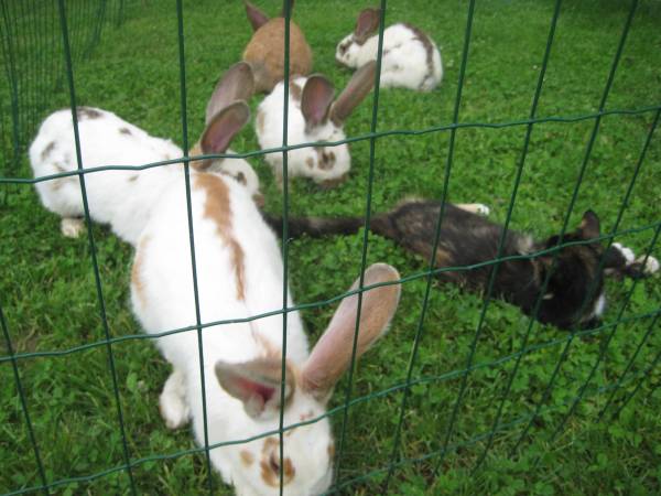 Agroturystyka Brzozowe Wzgórze