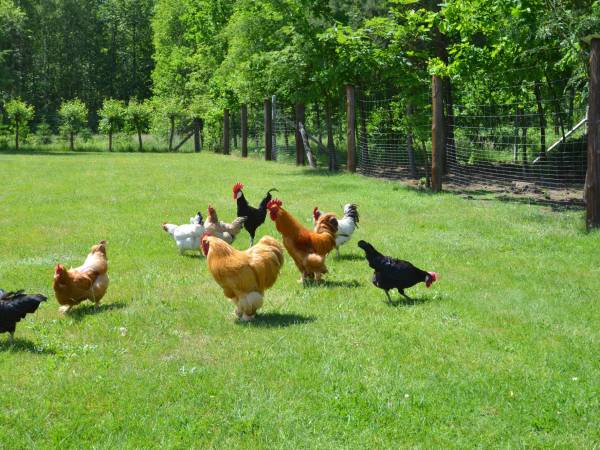 Agroturystyka Pod Lipą