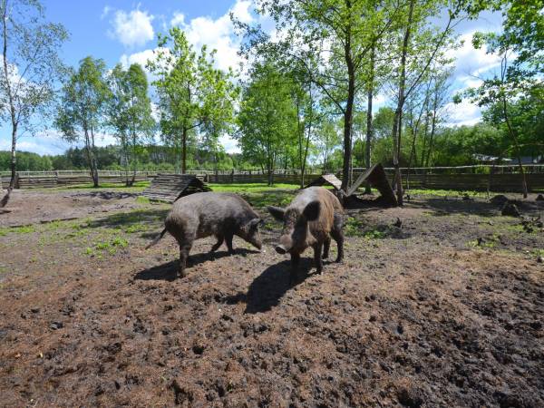Agroturystyka Pod Lipą
