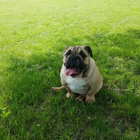 Całoroczne Domki Sielankowo