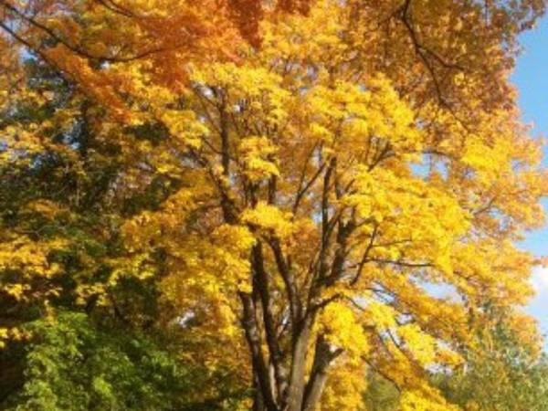 Agroturystyka Jaworowy Domek