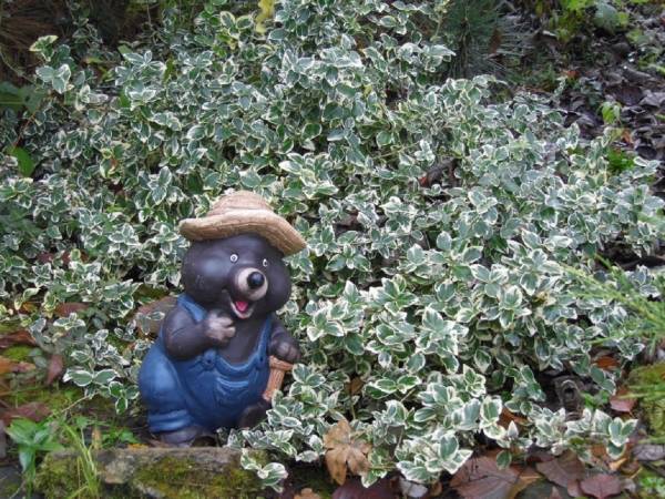 zwierzęta w ogrodzie