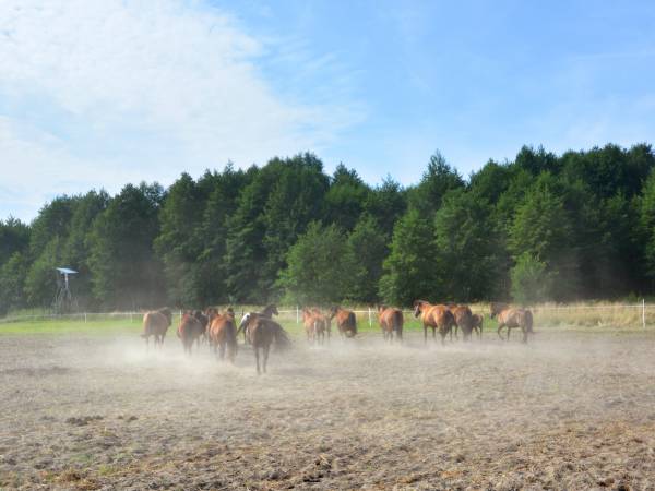 Agroturystyka Pod Lipą