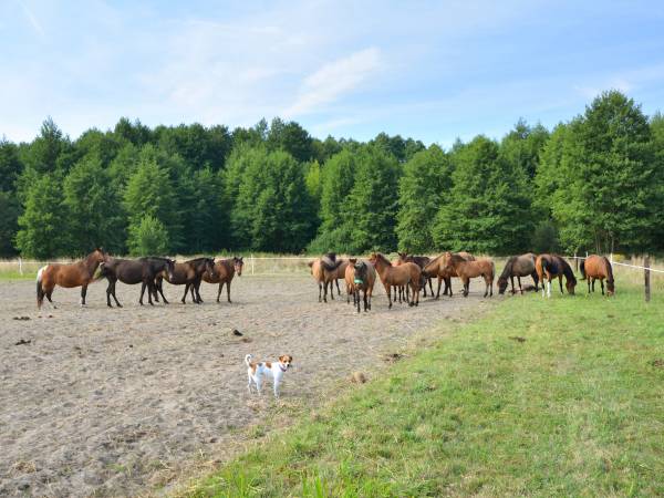 Agroturystyka Pod Lipą