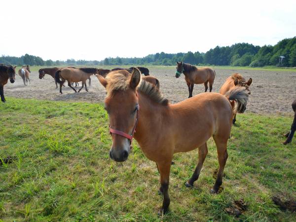 Agroturystyka Pod Lipą