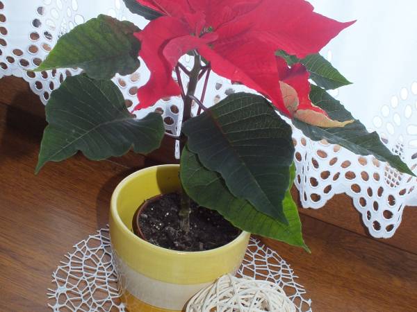 Pokoje Gościnne U Heleny