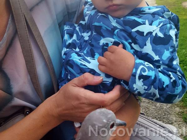 pierwsze spotkanie małej Basi z gołębiem Dzióbkiem