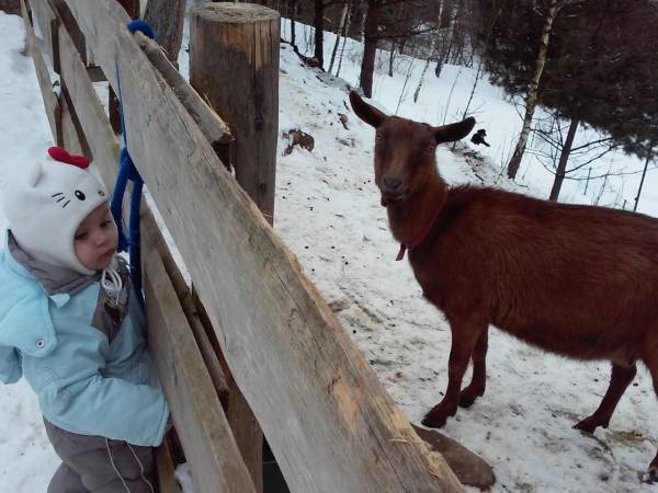 Zimowa pora w zagrodzie