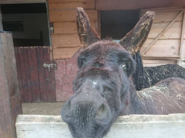 oslica Zynia-nasz hejnał