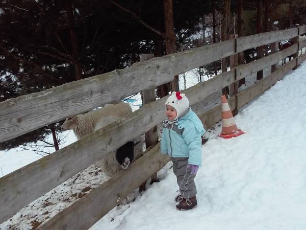 Zwierzaki zimową porą