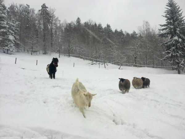 Zwierzęta w zagrodzie