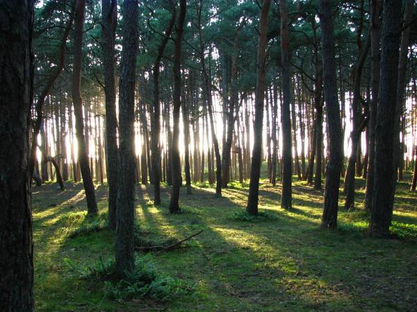 Ośrodek Sanatoryjno-Wypoczynkowy SUSMED