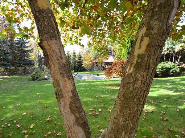 widok na ogród spod platana_2015