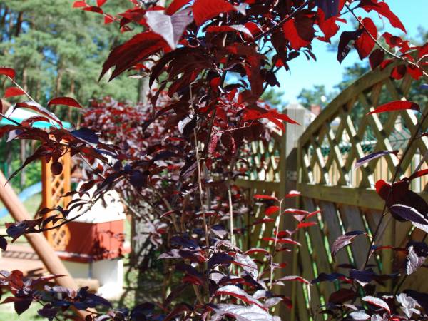 Domki z BALI - NawaraPARK