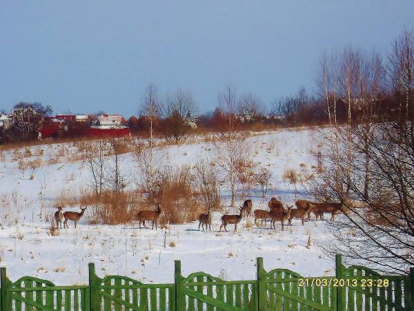 Nasi "sąsiedzi" z pobliskiej Puszczy Piskiej