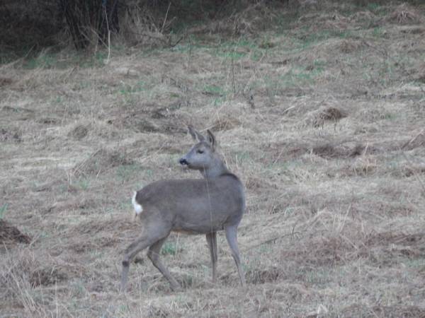 Domy, Domki, Plaża, Kajaki, Ryn, Rybical, Skorupki 