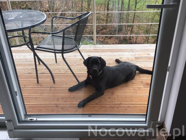 Labek odpoczywa na tarasie