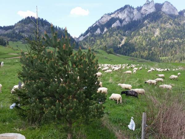 Pokoje Gościnne U Sobka