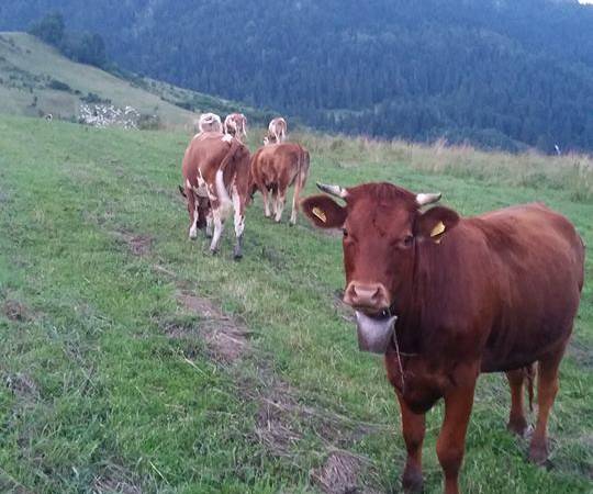 Pokoje Gościnne U Sobka