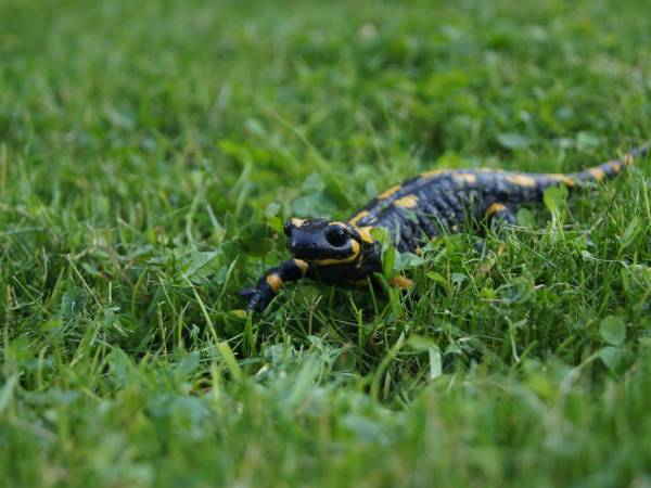 Domki Pod Jawornikiem